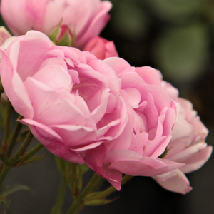 Kупить В Интернет-Магазине - Poзa Розалиа - оранжевая - Лазающая плетистая роза (клаймбер)  - роза с тонким запахом - Марк Гергей - Оранжеватые цветы по мере раскрытия переходят в розовые.